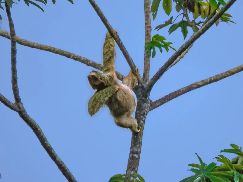 SLOTHS
